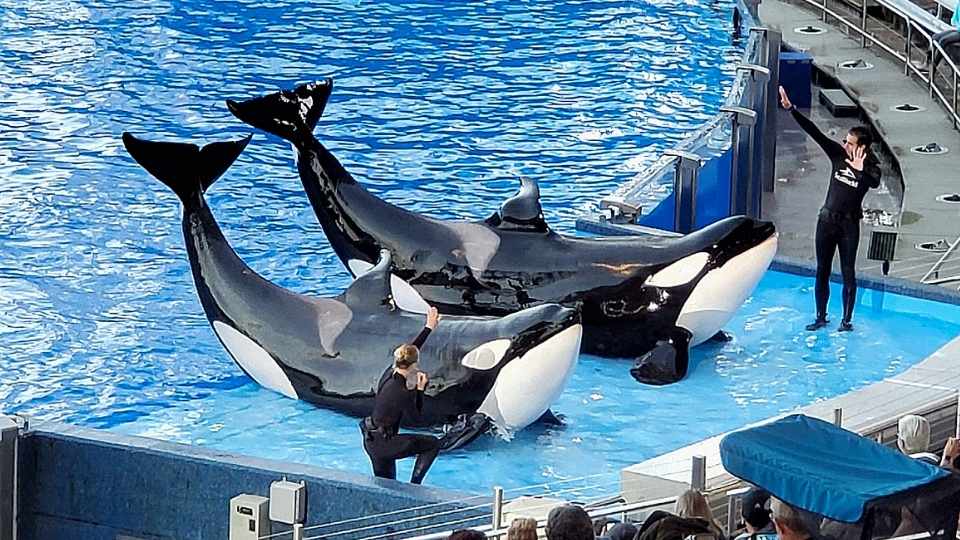 Orca Encounter SeaWorld Orlando